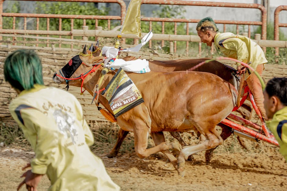 A horse race scene featuring two brown racehorses in mid-stride on a dirt track, each pulling a lightweight chariot harnessed to their bodies, with race-related equipment such as bridles and reins visible. The horses are led by two men dressed in yellow sports jackets, one with blonde hair and the other with dark hair, both holding the reins while leaning forward in focused postures. The background includes a wooden railing and blurred natural scenery, indicating an outdoor racing environment. This action shot captures the dynamic movement involved in ceremonial or traditional horse racing, relevant to event organisation or transportation logistics. The image is associated with house removals or relocation services, illustrating functional animal or equipment transport processes in a moving context.