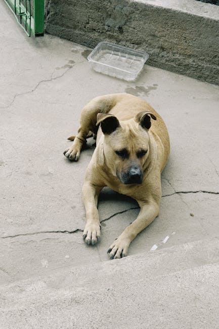 A tan-colored dog with black ears and a black nose lying on a concrete pavement next to a curb, with a partially visible green metal gate to the left and a grey stone step behind. Near the dog, there is a small clear plastic drainage cover on the ground. The scene appears to be outside a residential property, possibly during a home relocation or furniture transport process, with the dog resting during a moving day. The setting is well-lit, with the dog calmly observing its surroundings, and the image subtly reflects the context of packing and moving logistics supported by Man with Van Bulls Cross for house removals and relocation services.