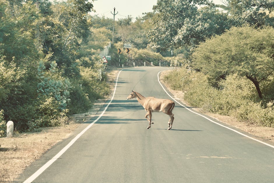 A young horse, with a coat of light brown and a darker mane, is standing in the middle of a narrow, winding country road surrounded by green foliage and dense trees. The horse appears to be looking toward the left side of the image, with its ears perked and tail relaxed. The road has white edge lines and a smooth asphalt surface, with some shadows cast by the surrounding trees. In the background, the road curves gently to the right, with a few traffic signs visible, including a sharp turn warning and a bend indicator. The scene is well-lit, indicating daytime, and the area appears quiet and rural. Although the image does not depict removals or moving equipment directly, the rural setting and quiet nature of the scene could relate to home relocation logistics in an area like Bulls Cross, where Man with Van Bulls Cross offers removals services, including packing and furniture transport, within Enfield Council boundaries.