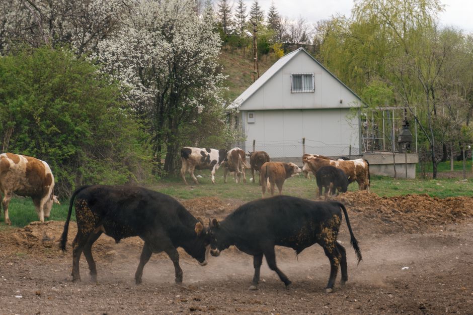 A bird's-eye view of a traditional bull-running event on cobblestone street, with multiple bulls—including a white, a black, and a dark brindle—being guided through a narrow, marked pathway by a l