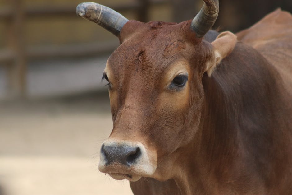 A close-up image of a brown cow with a white muzzle, standing in an outdoor enclosure. The cow has two short, curved horns and large, dark eyes. The background shows a wooden fence and a ground surface made of packed dirt or sand, slightly blurred to focus on the animal. The lighting appears natural, suggesting daylight. This scene could be part of a farm or rural setting, relevant to house removals or rural relocations, with the cow symbolising countryside transport or animal relocation in the context of a home moving process. The image is captured with clarity and detail, suitable for illustrating aspects of rural property moves or furniture transport involving farm animals, as part of the services offered by Man with Van Bulls Cross.